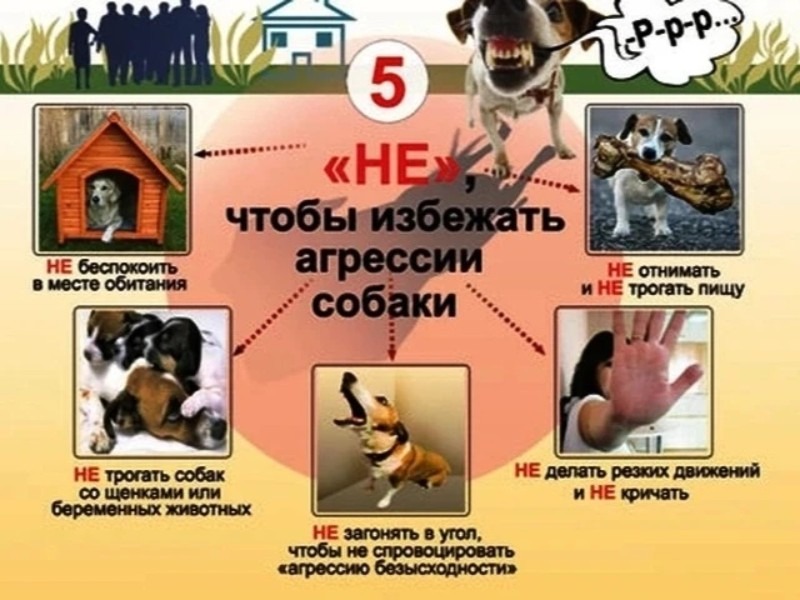 Осторожно:злая собака!.
